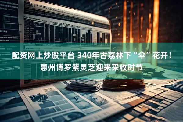 配资网上炒股平台 340年古荔林下“伞”花开！惠州博罗紫灵芝迎来采收时节