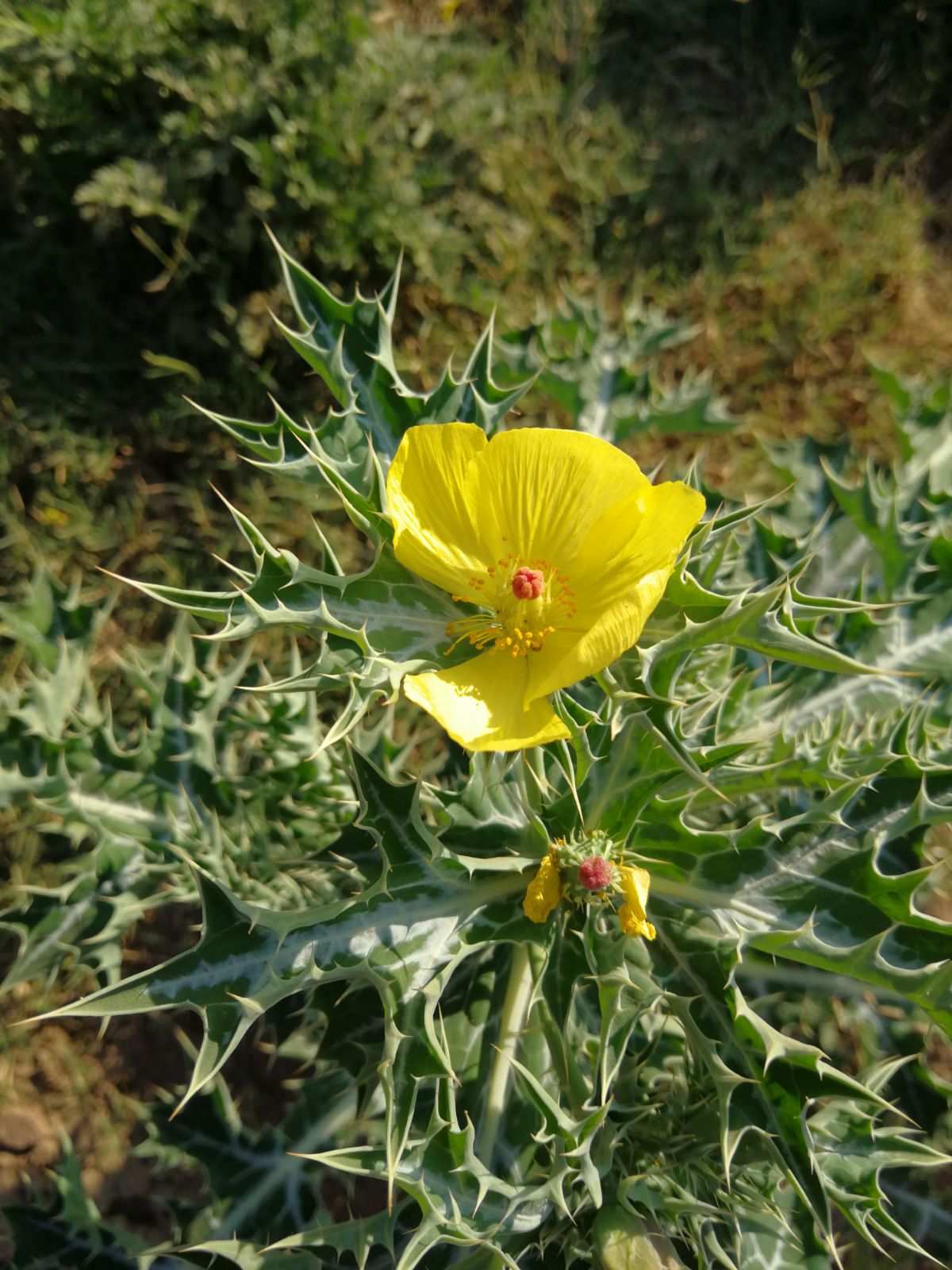 武定县和尚庄村：种植马刺根走上致富路(图1)