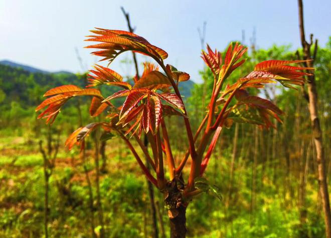 香椿产业铺就乡村致富路(图1)