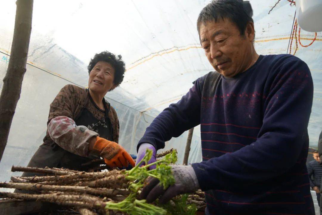 水生种植刺嫩芽 高家村大棚生金流银(图1)